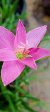 Jayan, 45, India