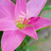 Jayan
