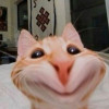 Kittenx