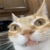 biodegradable catboy