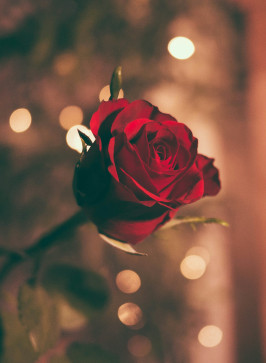 Aaditya, 30, United Arab Emirates