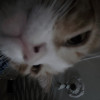Nyxi