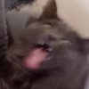 CleanChatTranM