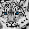 emad