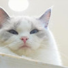 Tabby