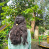 Riddhi