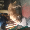 Ramu