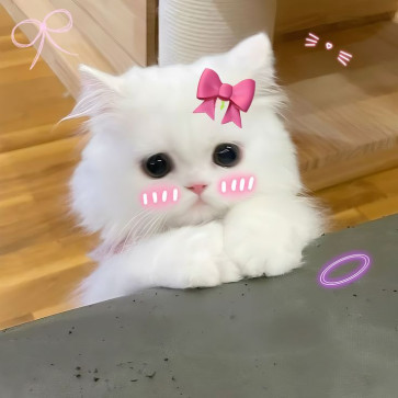 Orangeee, 20, Philippines