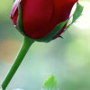 Anwar