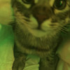 miky