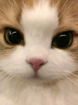 Am Not Cute, 24