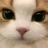 Am not cute
