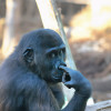 Amit