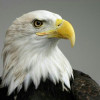 wingken wat Ken