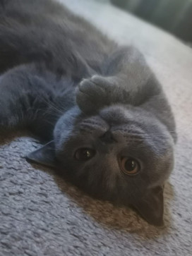 Niklas Alberto, 24, Sweden