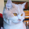 Billa