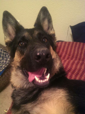 K9girl, 18, Australia