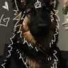 K9girl