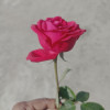 Rehan