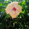 Subhodip Majhi
