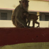 Deepak Kumar