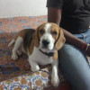 Deepak