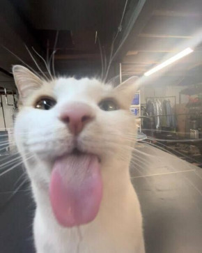 Jupiter Scientists, 18, Germany