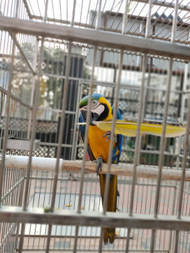 Saheb, 23, India