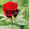 Sanket Jaybhaye