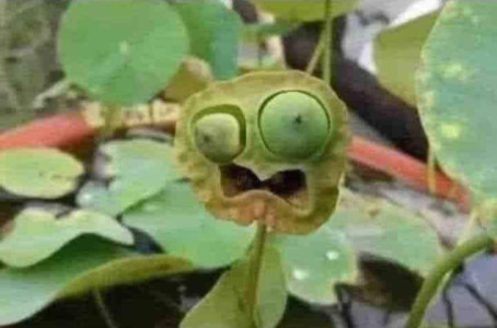 Crust, 24, Australia