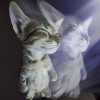 Solaire Solaire
