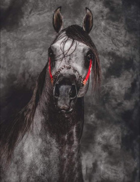 Shady El Masry, 27, Egypt