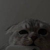 Not_sooo_haallal