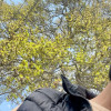 ASRAR MIR
