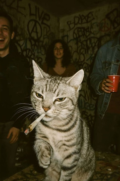 Jango 06, 18, India
