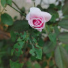 Yash Nishad