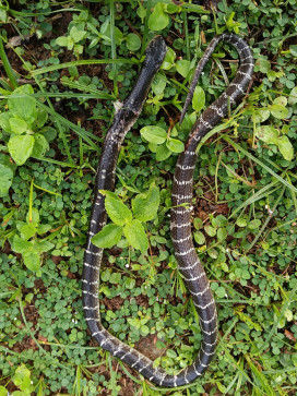 Eayadulla Bhangi, 18, India