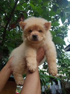 Hussain Basha, 18, India