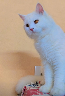 Star_fire, 19, India