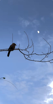 Hale E Dil, 18, India