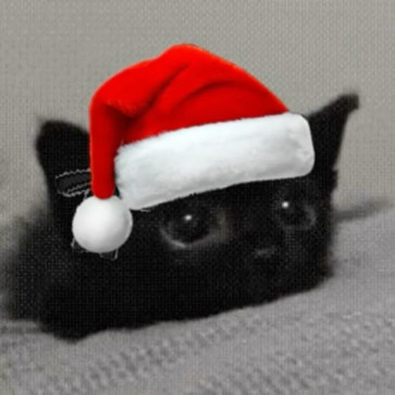 Strawberry Lover, 19, United States