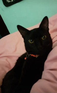 Noren66772, 22, India