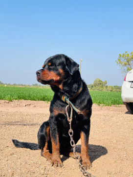 Sanju Ahir, 27, India