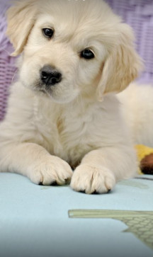 Park Jimin, 18, Canada