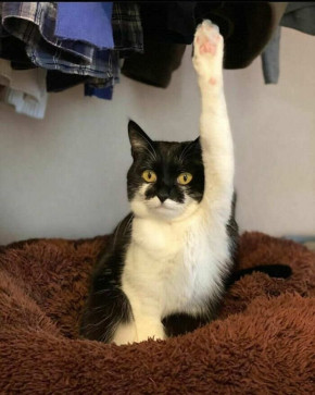 XkittenX, 20, Egypt