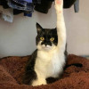 XkittenX