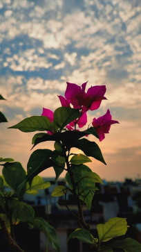 Jignesh Talpada, 22, India