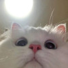 cutiepatotie