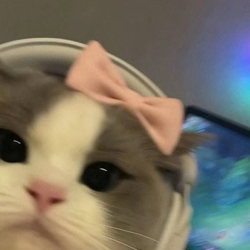 PurrfectlyCute, 99, India