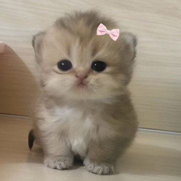 Sayid Faizan, 18, India